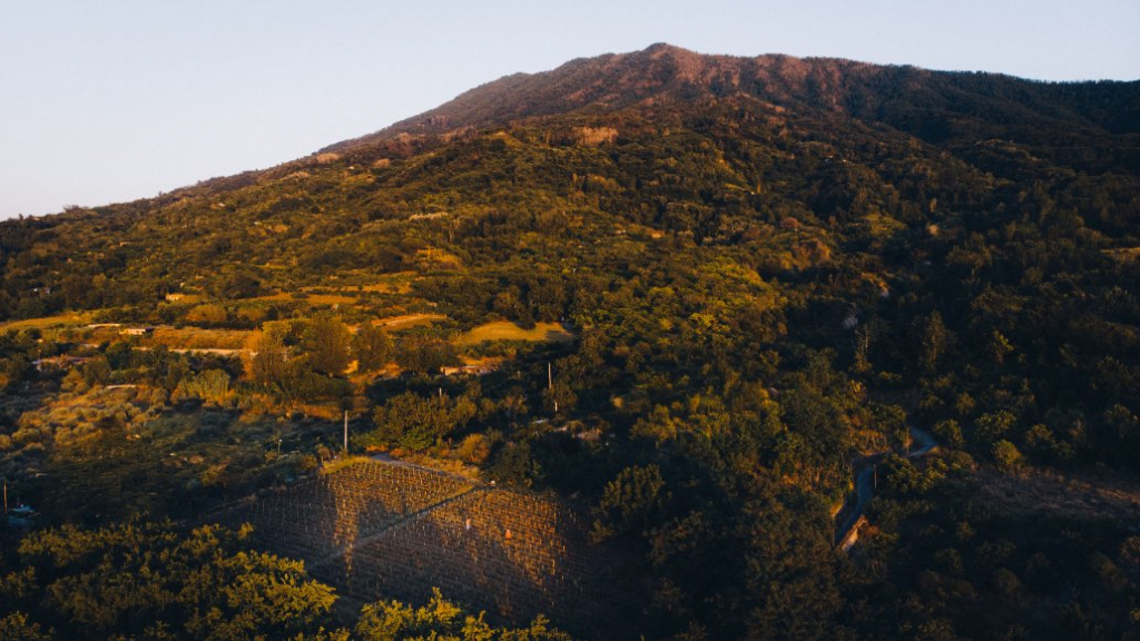 monte-soma-coltivazione-pomodorini-1