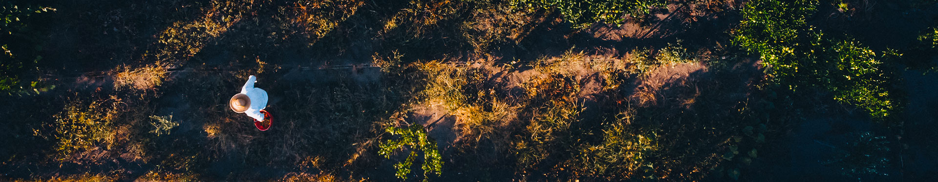 slow-food-header